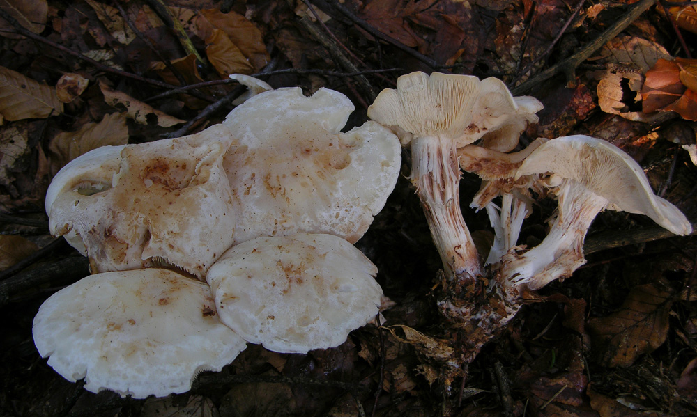 Svuotando l''archivio 2009....3� e ultima parte.